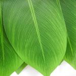 JEKANEL Ti Leaf Hula Skirt and Flower Leis