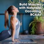 Optimum Nutrition Gold Standard Whey Protein Vanilla