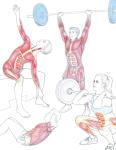 Anatomy for Strength Training: Illustrated Muscle Guide
