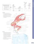 Anatomy for Strength Training: Illustrated Muscle Guide