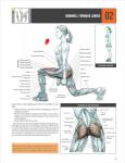 Strength Training Anatomy Guide