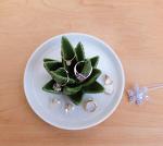 Aloe Cactus Ring Holder and Jewelry Tray