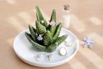 Aloe Cactus Ring Holder and Jewelry Tray