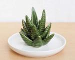 Aloe Cactus Ring Holder and Jewelry Tray