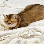 Cozy Cream Ruffle Fringed Throw Blanket 50"x60