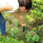 Bluetooth Soil Moisture Sensor for Urban Gardens