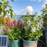 Solar-Powered Automatic Plant Watering System