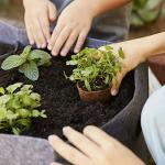 Organic Plantable Seed Starting Pots, 24 Count