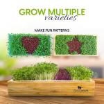 Self-Watering Microgreens Kit for Easy Home Growing