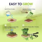 Microgreens Growing Kit with 6 Popular Seed Varieties