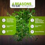 Microgreens Growing Kit with 6 Popular Seed Varieties