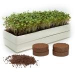 Mizuna Microgreens Growing Kit with Ceramic Trays