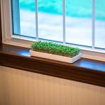 Mizuna Microgreens Growing Kit with Ceramic Trays