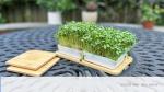 Self-Watering Microgreens Growing Kit with Trays