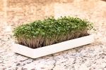Mizuna Microgreens Growing Kit with Ceramic Trays