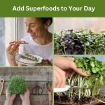 Indoor Microgreens Kit - Organic Home Garden System