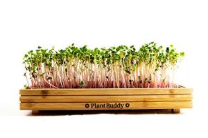Bamboo Microgreens Growing Kit with Radish Seeds