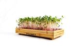 Bamboo Microgreens Growing Kit with Radish Seeds