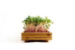 Bamboo Microgreens Growing Kit with Radish Seeds