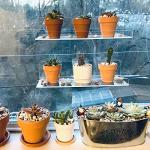 2-Pack Acrylic Window Plant Shelves with Suction Cups