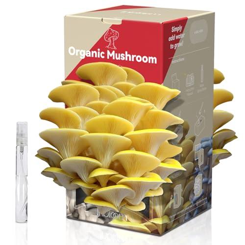 Beginner Mushroom Grow Kits