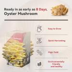 Organic Golden Oyster Mushroom Growing Kit