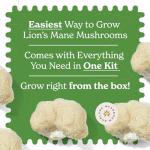 Lion's Mane Mushroom Grow Kit for Home Use