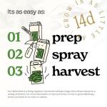 Lion's Mane Mushroom Grow Kit for Home Use