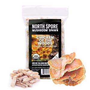 Organic Chicken of The Woods Mushroom Plugs (100 ct)