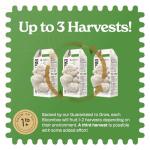 Lion's Mane Mushroom Grow Kit for Home Use