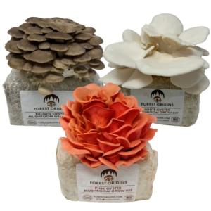 Oyster Mushroom Grow Kit - Beginner Friendly Trio
