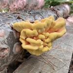 Organic Chicken of The Woods Mushroom Plugs (100 ct)