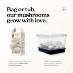 Lion's Mane Mushroom Grow Kit for Home Use