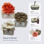 Oyster Mushroom Grow Kit - Beginner Friendly Trio