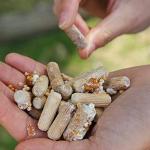 Organic Chicken of The Woods Mushroom Plugs (100 ct)