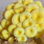 Organic Golden Oyster Mushroom Spray & Grow Kit