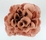 Oyster Mushroom Grow Kit - Beginner Friendly Trio