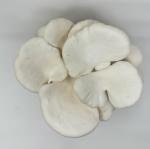 Oyster Mushroom Grow Kit - Beginner Friendly Trio