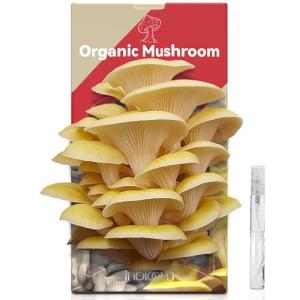 Organic Golden Oyster Mushroom Growing Kit for Beginners