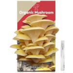 Organic Golden Oyster Mushroom Growing Kit for Beginners