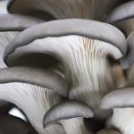 Organic Blue Oyster Mushroom Spray & Grow Kit