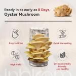 Organic Golden Oyster Mushroom Growing Kit for Beginners
