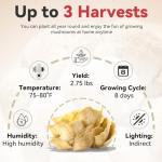 Organic Golden Oyster Mushroom Growing Kit for Beginners