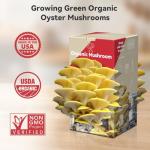 Organic Golden Oyster Mushroom Growing Kit for Beginners
