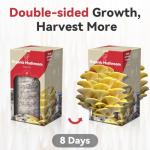 Organic Golden Oyster Mushroom Growing Kit for Beginners