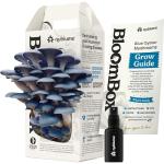 Blue Oyster Mushroom Grow Kit for Home Gardening