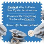 Blue Oyster Mushroom Grow Kit for Home Gardening