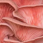 Organic Pink Oyster Mushroom Spray & Grow Kit