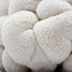 Organic Lion's Mane Mushroom Grow Kit - 4 lbs