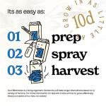 Blue Oyster Mushroom Grow Kit for Home Gardening